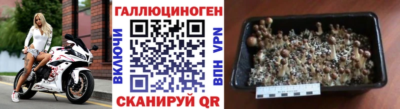 Псилоцибиновые грибы Psilocybe  цена   Красавино 